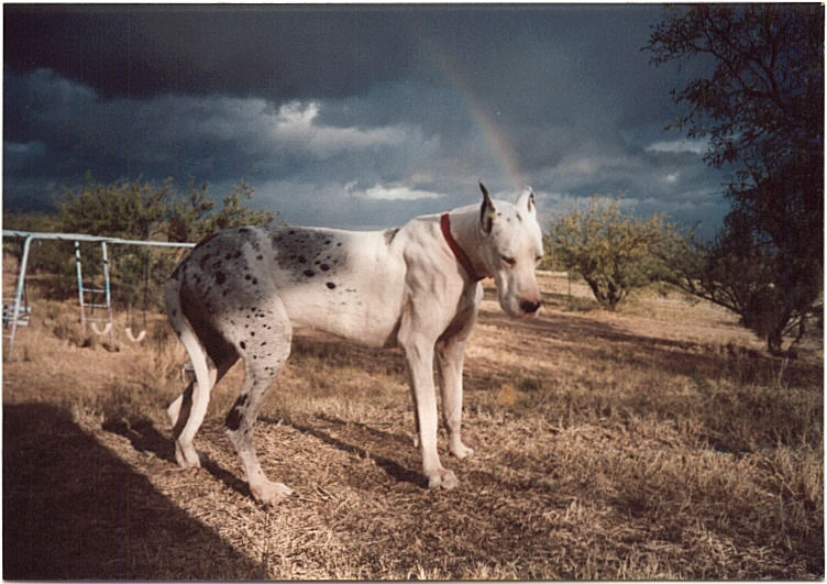 jake and the rainbow.jpg (85623 bytes)